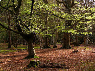 Mallard Wood in the New Forest, Hampshire